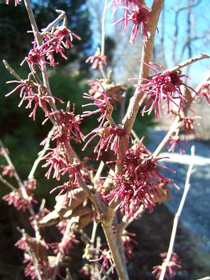 Hamamelis vernalis 'Purpurea' - Ozark Witchhazel from Quackin Grass Nursery