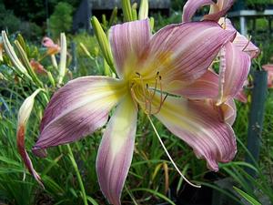 Hemerocallis 'Lilting Belle' - Daylily - Spider Type from Quackin Grass Nursery