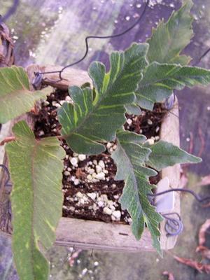 Pyrrosia lingua 'O Kan' - Japanese Tongue Fern from Quackin Grass Nursery