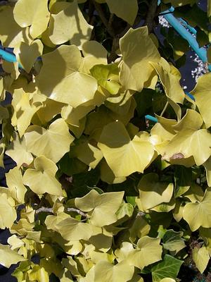 Hedera helix buttercup seeds