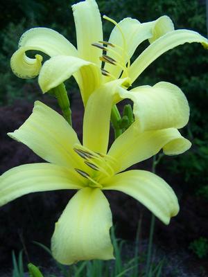 Hemerocallis thunbergii - Thunberg's Daylily from Quackin Grass Nursery