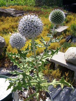 Echinops sphaerocephalus - Great Globe Thistle from Quackin Grass Nursery