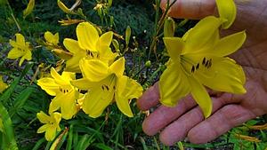 Hemerocallis 'Corky' - Daylily from Quackin Grass Nursery