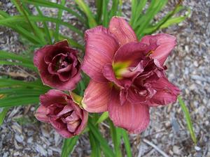 Hemerocallis 'Shamrock Double Grape' - Daylily from Quackin Grass Nursery