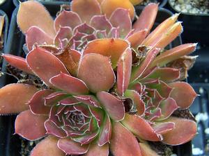 Jovibarba heuffelii 'Orion' - Job's Beard from Quackin Grass Nursery