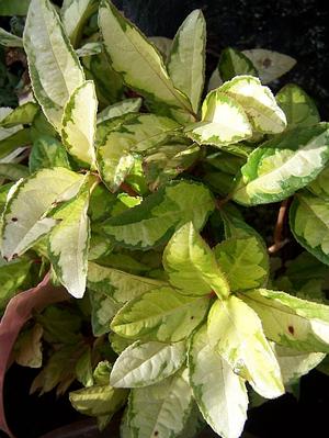 Ardisia japonica 'Dancing Girl' - Coralberry from Quackin Grass Nursery