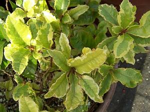 Ardisia japonica 'Hinadi' - Coralberry from Quackin Grass Nursery