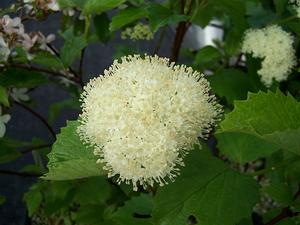 Viburnum dentatum 'Moonglow' - Southern Arrowwood from Quackin Grass Nursery