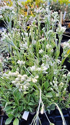 Antennaria plantaginifolia - Plantain-leaved Pussytoes from Quackin Grass Nursery