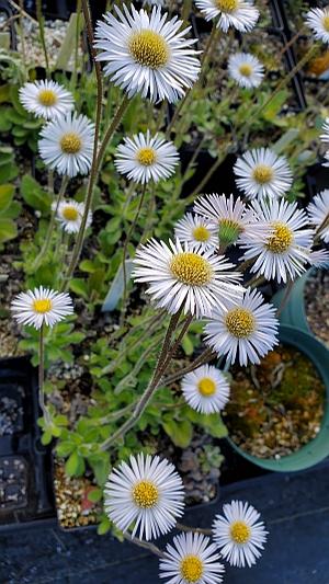 Erigeron pulchellus var. pulchellus 'Lynnhaven Carpet' - Fleabane from Quackin Grass Nursery