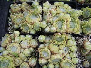 Sempervivum arachnoideum 'Laggeri' - Hen from Quackin Grass Nursery