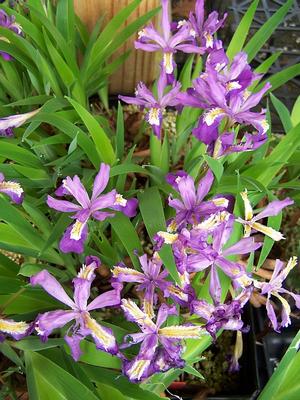 Iris cristata 'Merle's Ruby' - Crested Iris from Quackin Grass Nursery