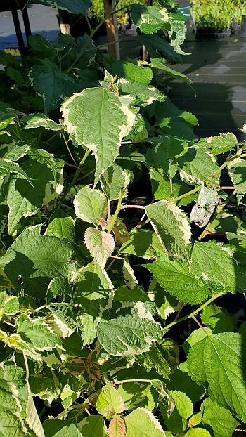 Boehmeria nipononivea 'Nichirin' - Variegated False Nettle from Quackin Grass Nursery