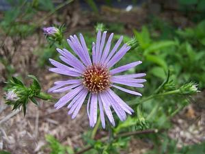 Aster novae-angliae 'Skyscraper' - New England Aster from Quackin Grass Nursery