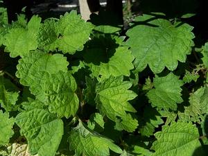 Boehmeria platanifolia - Sycamore-leaved False Nettle from Quackin Grass Nursery