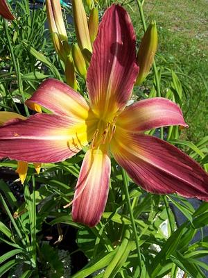 Hemerocallis 'Olallie VT x Kindly Light' - Daylily - Spider Type from Quackin Grass Nursery