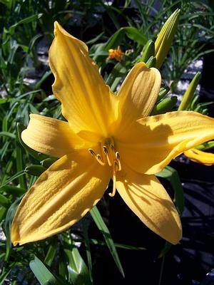 Hemerocallis littorea - Daylily from Quackin Grass Nursery