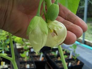 Podophyllum pleianthum 'Snowfall' - Chinese Mayapple from Quackin Grass Nursery