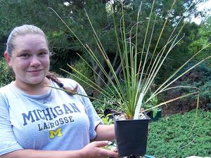 Nolina texana - Bear Grass from Quackin Grass Nursery