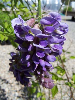 Wisteria frutescens 'Amethyst Falls' - American Wisteria from Quackin Grass Nursery