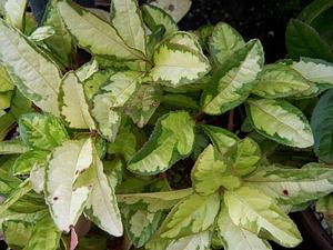 Ardisia japonica 'Miho no Matsu' - Marlberry from Quackin Grass Nursery