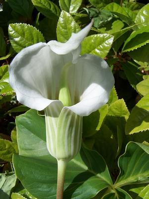 Arisaema candidissimum f. album - Jack-in-the-Pulpit from Quackin Grass Nursery