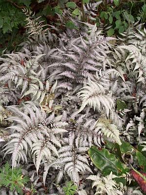 Athyrium nipponicum 'Silver Falls' - Japanese Painted Fern from Quackin Grass Nursery