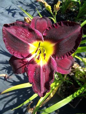 Hemerocallis 'Bela Lugosi' - Daylily from Quackin Grass Nursery