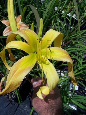 Hemerocallis 'Dances With Giraffes' - Daylily - Cascade from Quackin Grass Nursery