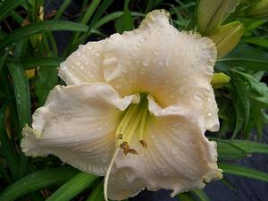 Hemerocallis 'Early Snow' - Daylily from Quackin Grass Nursery