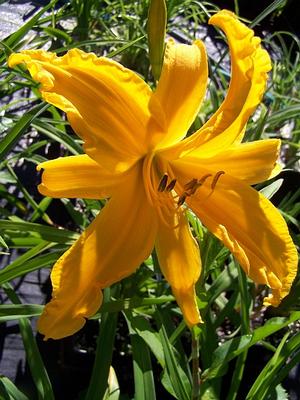 Hemerocallis 'Jersey Spider' - Daylily - Spider Type from Quackin Grass Nursery
