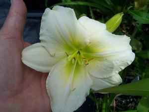 Hemerocallis 'Nanuq' - Daylily from Quackin Grass Nursery