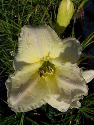 Hemerocallis 'Olallie Brother Byron' - Daylily from Quackin Grass Nursery