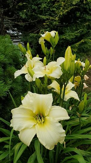 Hemerocallis 'Olallie Dove' - Daylily from Quackin Grass Nursery