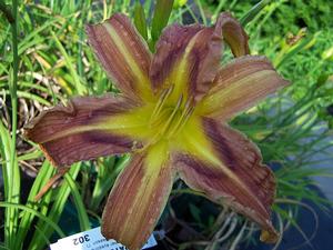 Hemerocallis 'Quilt Patch' - Daylily - Spider Type from Quackin Grass Nursery