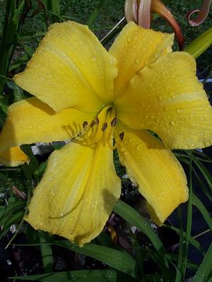 Hemerocallis 'Sarajevo' - Daylily from Quackin Grass Nursery