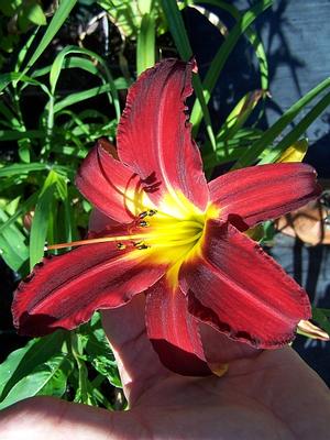 Hemerocallis 'Spider Man' - Daylily - Spider from Quackin Grass Nursery