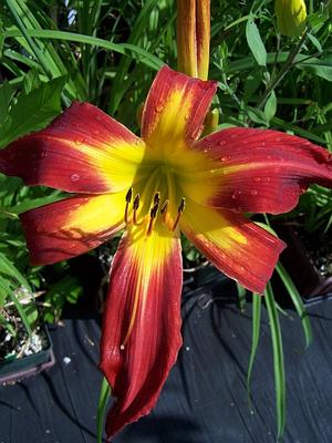 Hemerocallis 'Springfield Clan' - Daylily - Cascade from Quackin Grass Nursery