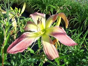 Hemerocallis 'Webster's Pink Wonder' - Daylily - Crispate from Quackin Grass Nursery