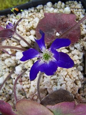 Hepatica nobilis ''voilet / purple shades'' - Liverwort from Quackin Grass Nursery