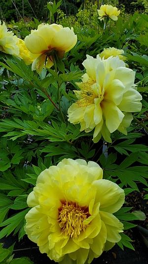 Paeonia x 'Bartzella' - Itoh Peony from Quackin Grass Nursery