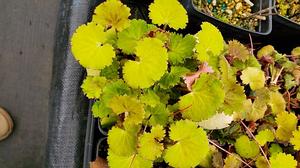 Saxifraga stolonifera 'Harvest Moon' - Strawberry Begonia from Quackin Grass Nursery