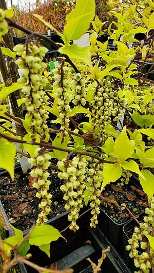 Stachyurus chinensis 'Joy Forever' - Chinese Spiketail from Quackin Grass Nursery