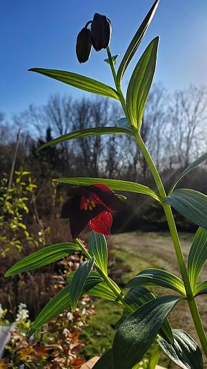 Fritillaria camtschatcensis - Black Sarana from Quackin Grass Nursery