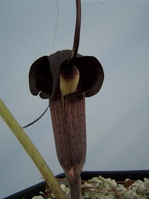 Arisaema thunbergii - Asian Jack-in-the-Pulpit from Quackin Grass Nursery