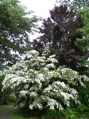 Cornus kousa 'Gold Star' - Chinese Dogwood from Quackin Grass Nursery