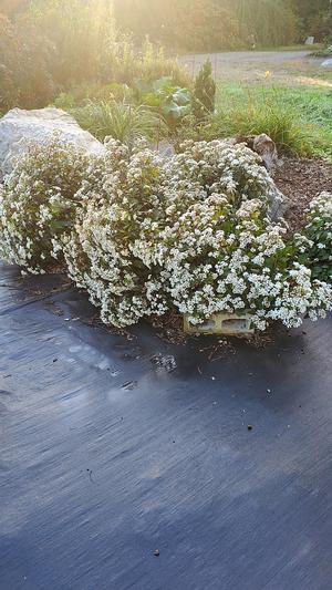 Eupatorium rugosum 'Chocolate' - White Snakeroot from Quackin Grass Nursery
