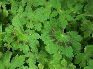 Geranium phaeum var. phaeum 'Samobor' - Dusky Cranesbill from Quackin Grass Nursery