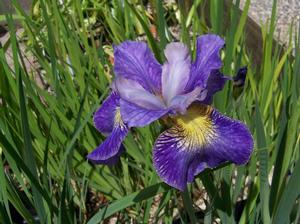 Iris sibirica 'Cape Cod Boys' - Siberian Iris from Quackin Grass Nursery