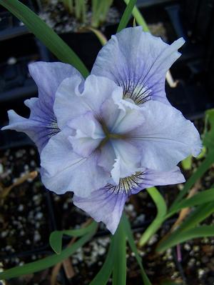 Iris sibirica 'Silver Girl' - Siberian Iris from Quackin Grass Nursery